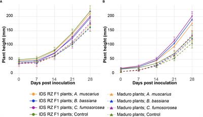 Fungal strain and crop cultivar affect growth of sweet pepper plants after root inoculation with entomopathogenic fungi